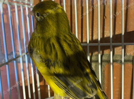 Lovely fife canary