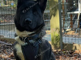 4 month old Puppy