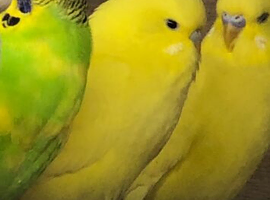 Semi tame baby budgies