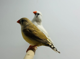 Zebra finches
