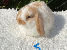Pure bred mini lops
