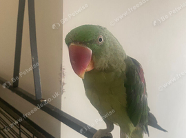 Alexandrine parrot for sale