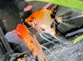 Red Devil Angelfish &pound;16 each