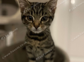 Striped Kitten