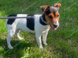 Miniature Jack Russell