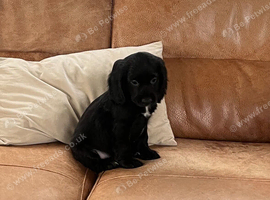 Gorgeous Cocker Spaniel Puppies &ndash; Ready Now
