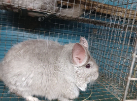 Large Two And A Half Pounds Beige Female 2 years old