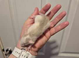 ON HOLD 3 Male Baby Dumbo Rats