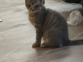 Grey tabby female kitten