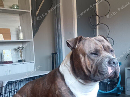 Pocket bully for stud