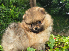 *Beautiful pedegree pomeranian pup*