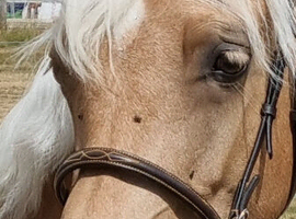 Registered Welsh sec D palomino filly