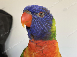 WANTED HAND REARED RAINBOW LORAKEET