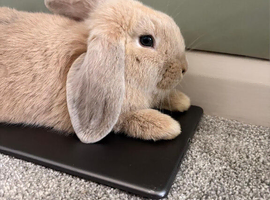 2 pure bred mini lops
