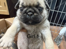 Beautiful full pedigree Pug pups