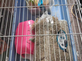 Rabbit/guniea pig cage with stand