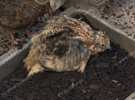 6 quail chicks for sale