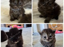 Stunning Persian Kittens - Ready Soon