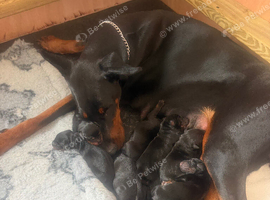 Beautiful Doberman puppies