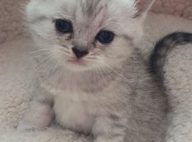 Beautiful British kittens