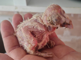 Barn owls for sale