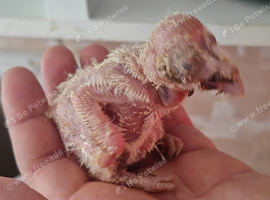 Barn owl chicks