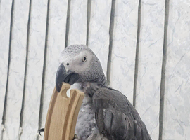 African grey tamed and talks +cage