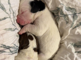 Spreagle puppies.