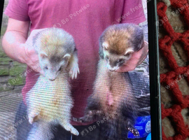 Ferret