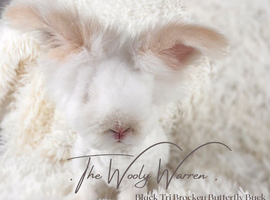 Fully Vaccinated English Angora