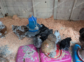Pekins Bantams