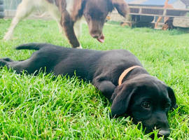 Springador Puppies