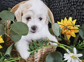 Stunning Multipoo F1B puppies