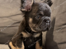 Fluffy thick rope french bulldog puppie