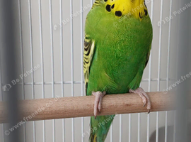 Look to  rehoming him