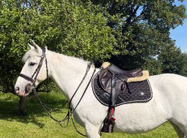 148 competition mare