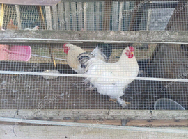 Male and 2 female