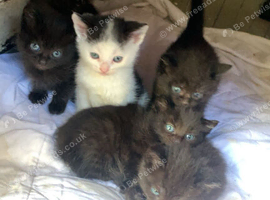 6 beautiful kittens