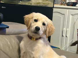 Golden retriever puppy