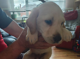 Beautiful puppies