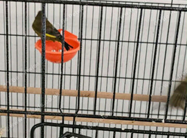 2023 rung expedition gold finch