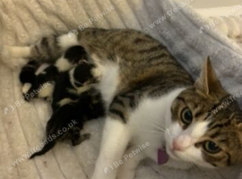 3 Gorgeous Kittens Looking for Their Forever Homes (8 weeks old ready to go)