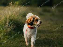 Dog Walking at the park
