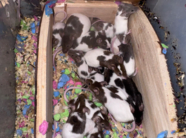 Pet mice