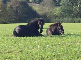 Stable yard or grazing field