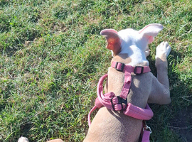 Puppy need rehomes