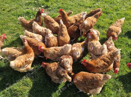 Free Range warren laying hens