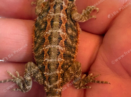 Beautiful baby bearded dragons