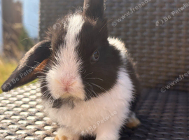 Pure bred Mini lops