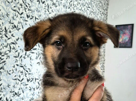 Beautiful Straight Backed German Shepherds